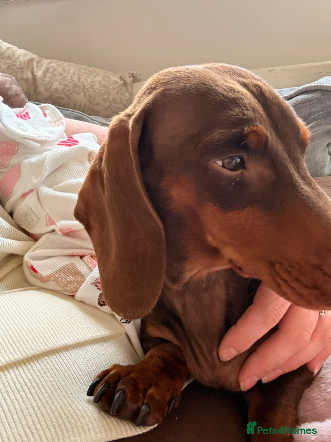 Mixed Breed dogs for sale: Sweenie puppies  - Advert 2