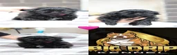 Shih Tzu dogs for sale: Imperial Shih Tzu’s  - Advert 4