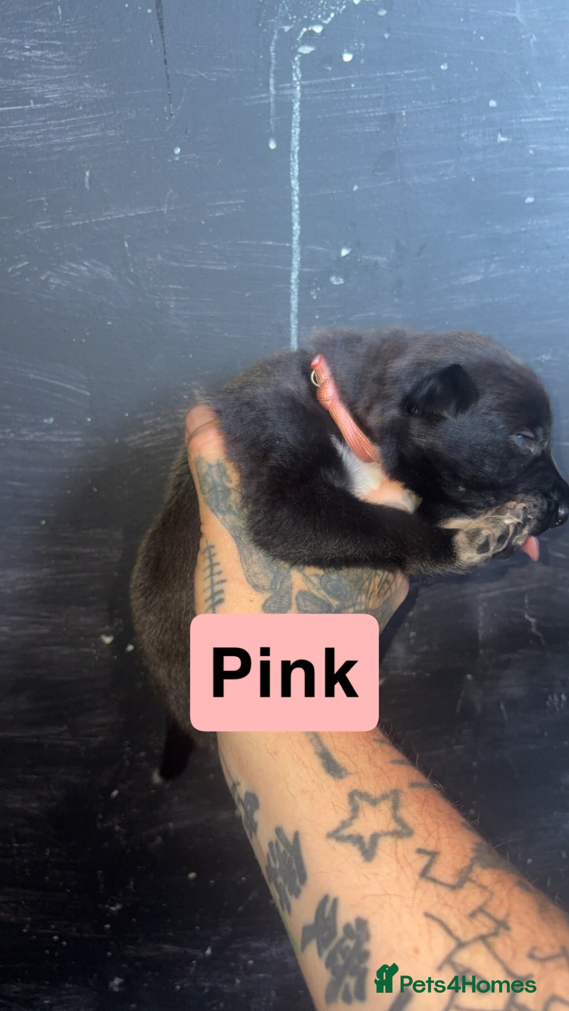 Mixed Breed dogs for sale: Mali X collie puppies - Advert 5
