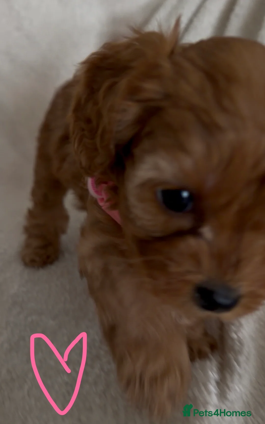 Cavapoo dogs for sale: F1 Cavapoo Puppies. 2 Boys 3 Girls 🐶🐾 - Advert 15