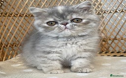 Exotic cats for sale: ❤️Stunning Exotic Shorthair & Longhair Kittens❤️  - Image 22