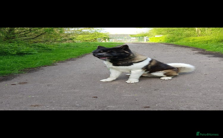 Akita dogs - Advert 1