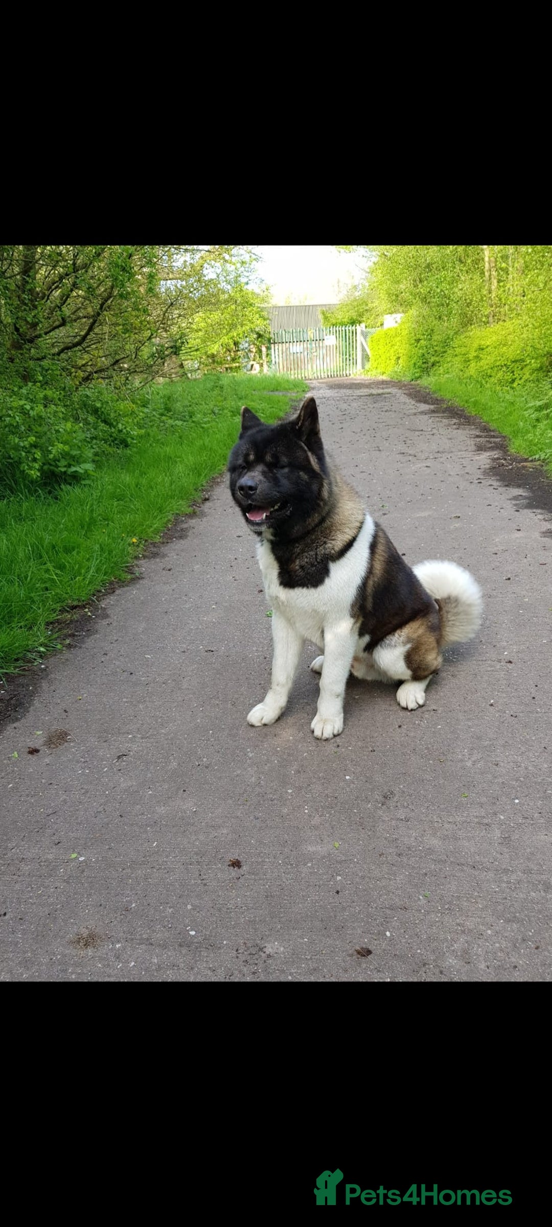 Akita dogs for stud: STUD American akita kc registered  - Advert 1