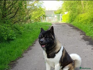 Akita dogs STUD American akita kc registered - Advert 1