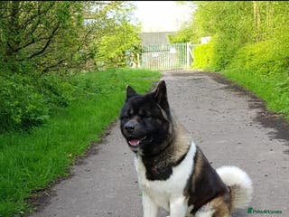 Akita dogs STUD American akita kc registered - Advert 2
