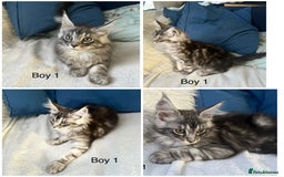 Maine Coon cats for sale: XXL  Ready Now TICA pure bread Maine Coon Kittens  - Image 27