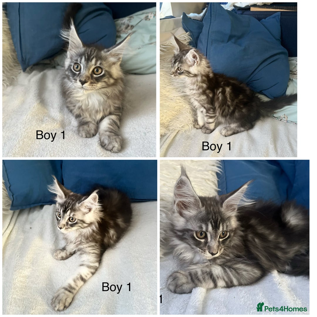 Maine Coon cats for sale: XXL  Ready Now TICA pure bread Maine Coon Kittens  - Image 27