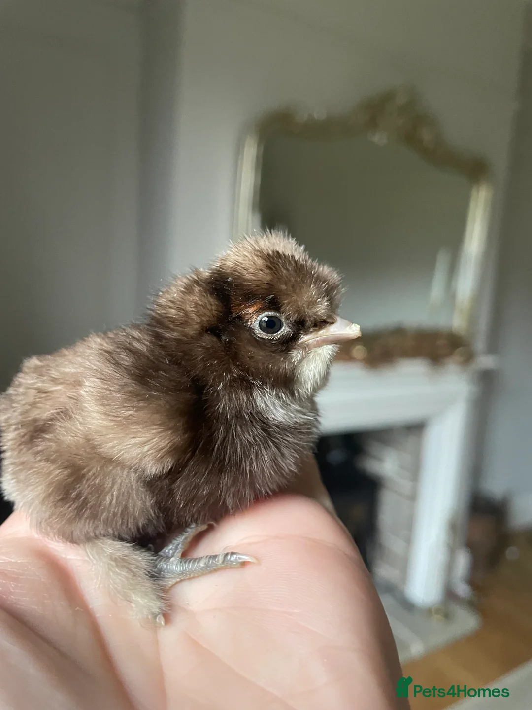 Chickens poultry for sale: 🤍Day old USA Silkies 🤍 - Advert 1