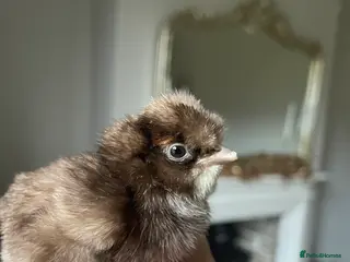 Chickens poultry 🤍Day old USA Silkies 🤍 - Advert 14