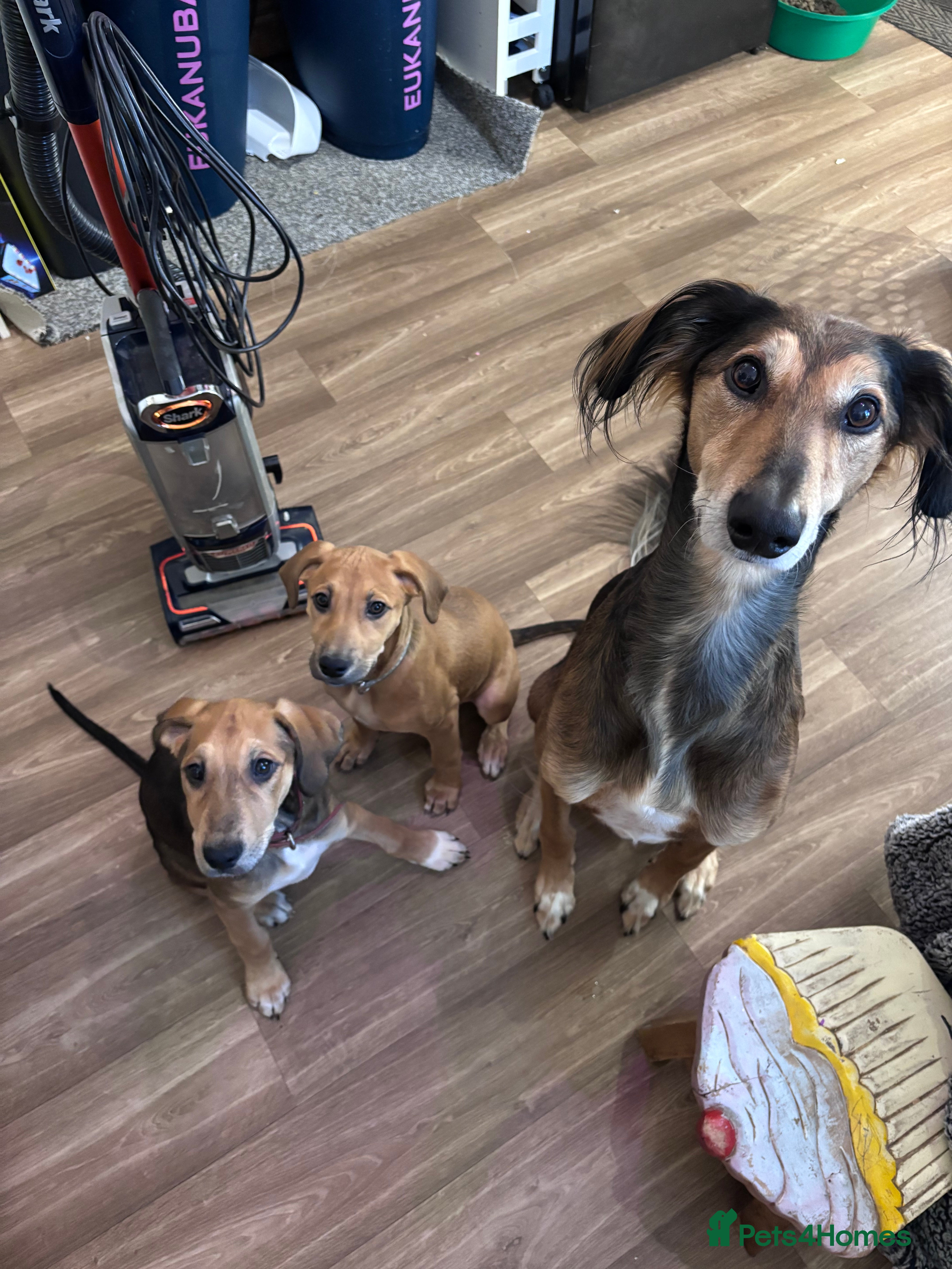 Mixed Breed dogs ⭐️FEMALE SALUKIX PUP READY TO GO FULLY VACCINATED  - Advert 13