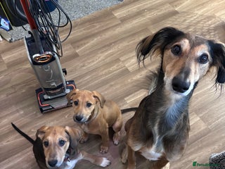 Mixed Breed dogs ⭐️FEMALE SALUKIX PUP READY TO GO FULLY VACCINATED - Advert 13