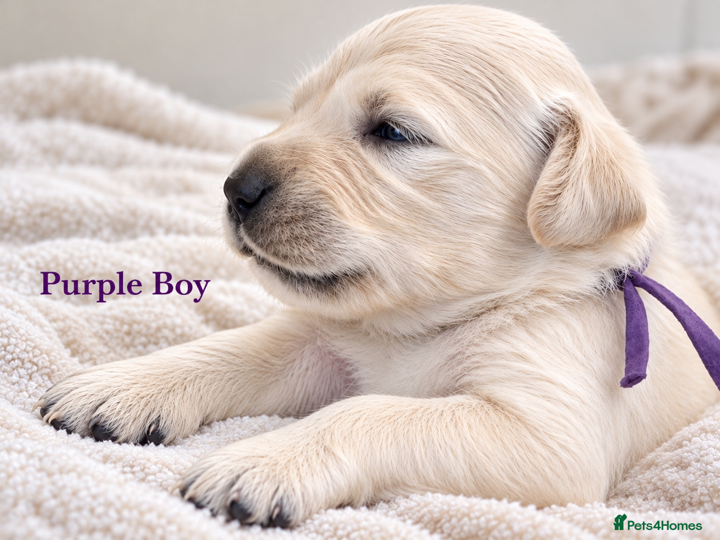 Golden Retriever dogs Champion line puppies 🏆 - Advert 2