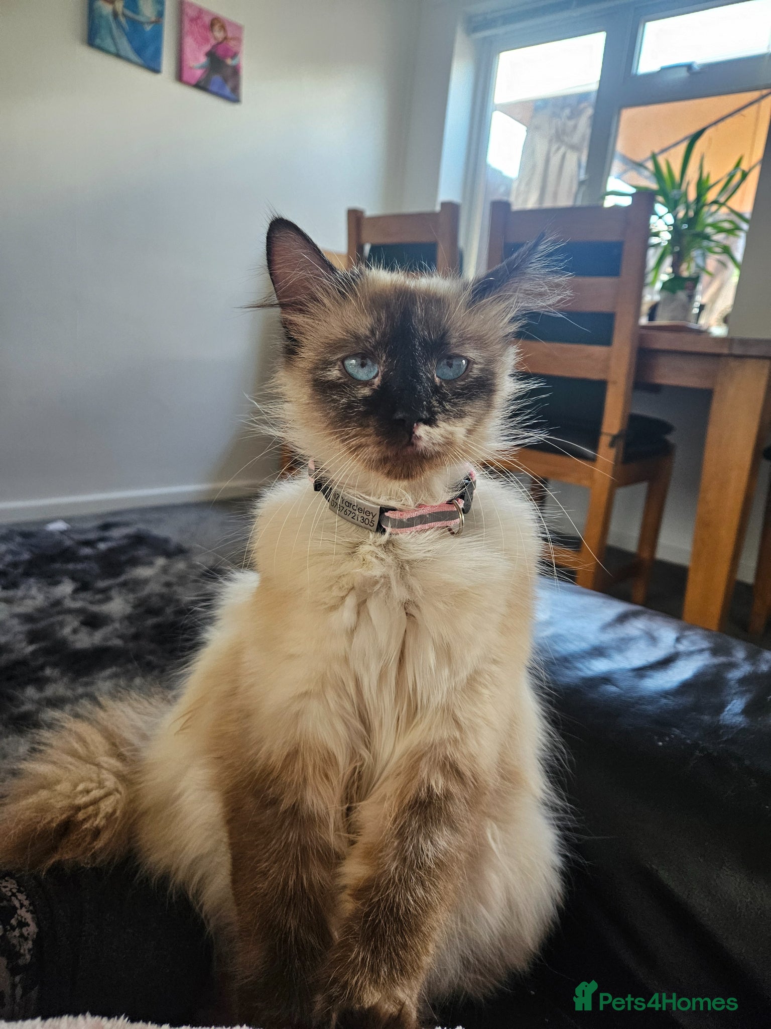 Mixed Breed cats for sale: Kittens looking for new home - Advert 7