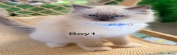 Ragdoll cats for sale: Stunning  European bloodline Ragdoll kittens  - Advert 15