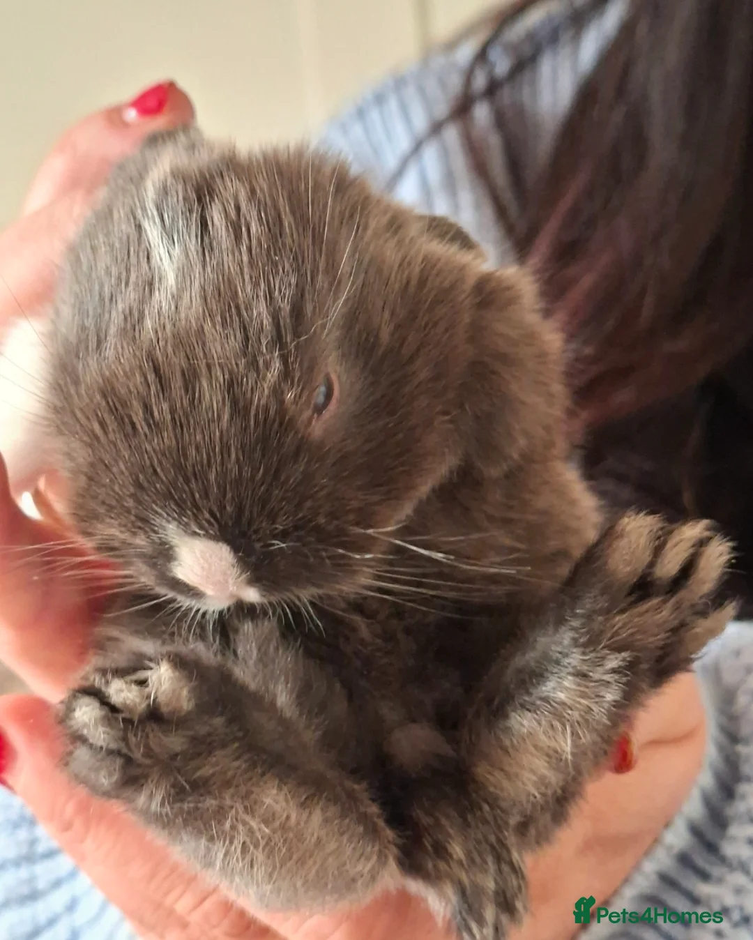 Mini Lop rabbits for sale: Beautiful mini lops - Advert 2