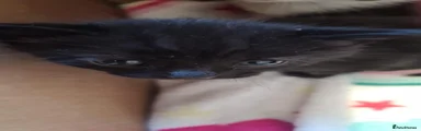 Mixed Breed Kitten 3