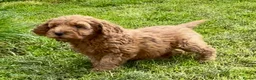 Cockapoo dogs for sale: Adorable F1 Cockapoo girl - Advert 12