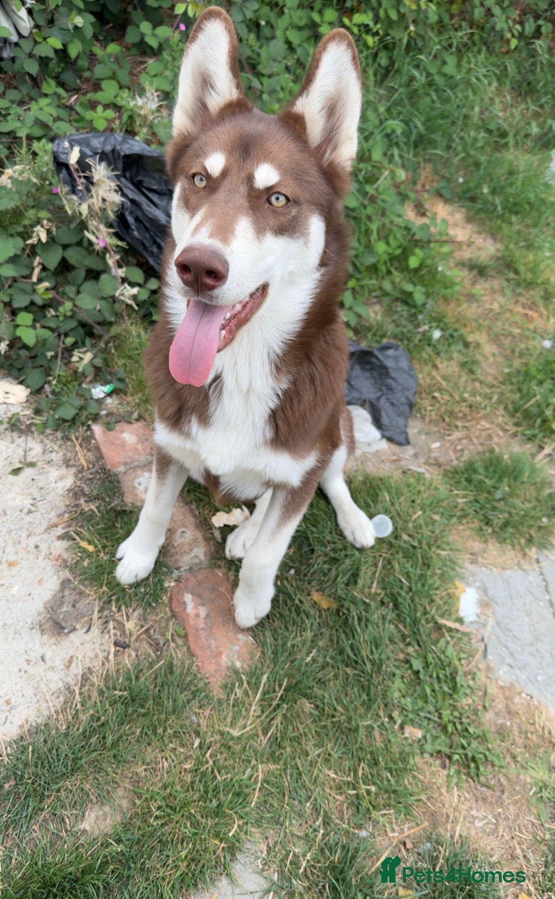 Siberian Husky dogs for sale: Brown Siberian Husky - Advert 12