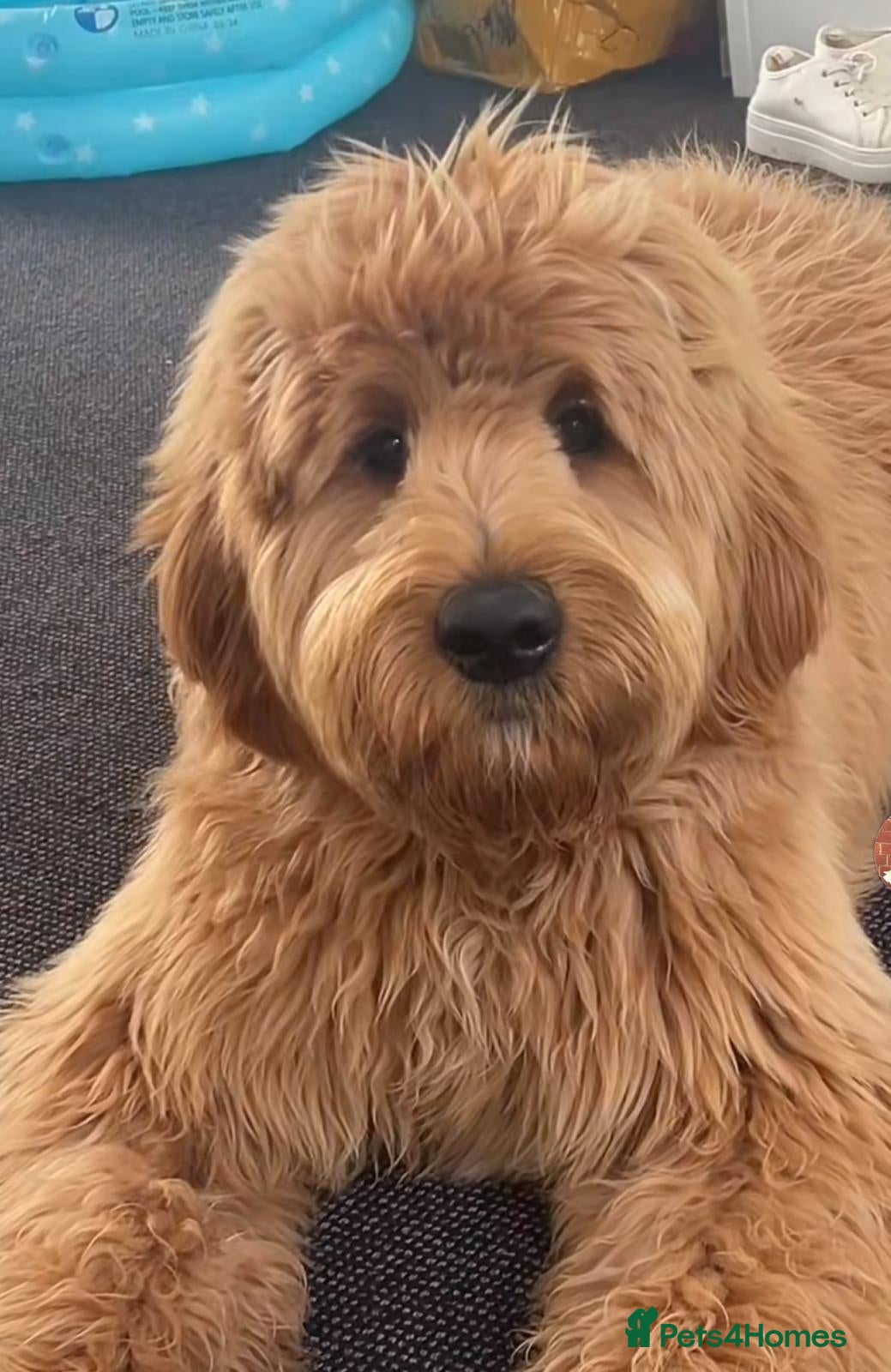 Goldendoodle dogs Waiting List Goldendoodles Leaving August - Advert 4