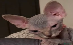 Sphynx cats for sale: August ready kitty’s in need of loving homes - Image 38