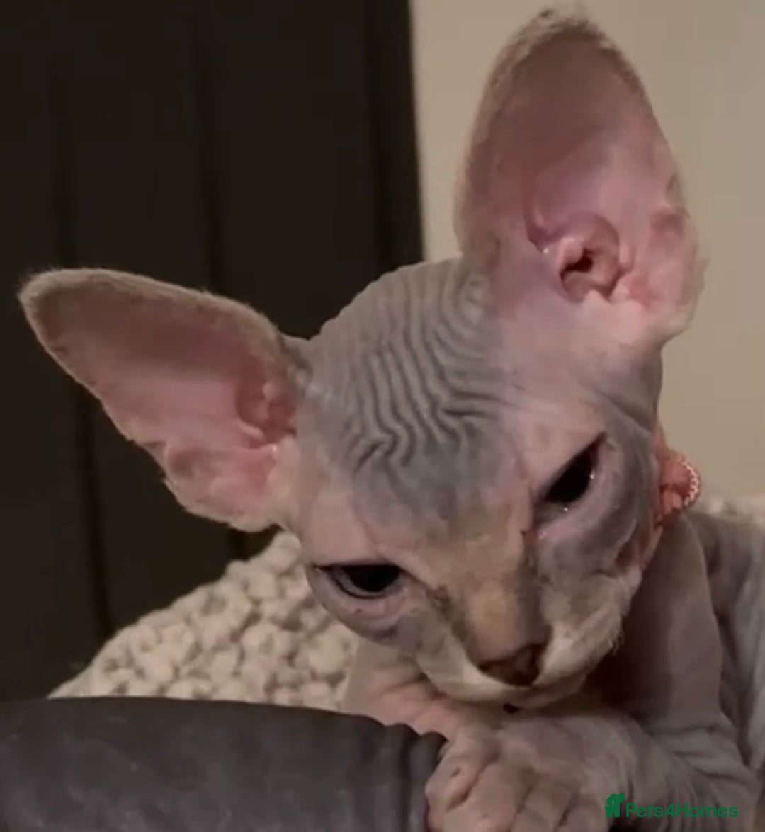 Sphynx cats for sale: August ready kitty’s in need of loving homes - Image 38