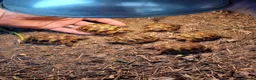 Hermann Tortoise reptiles for sale: HERMANNS TORTOISE YOUNGSTERS UK BRED AUTUMN 2025  - Advert 1