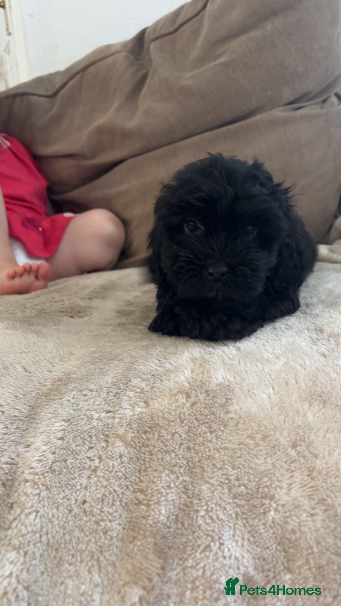 Lhasapoo dogs Beautiful Lhasapoo Puppies - Advert 2