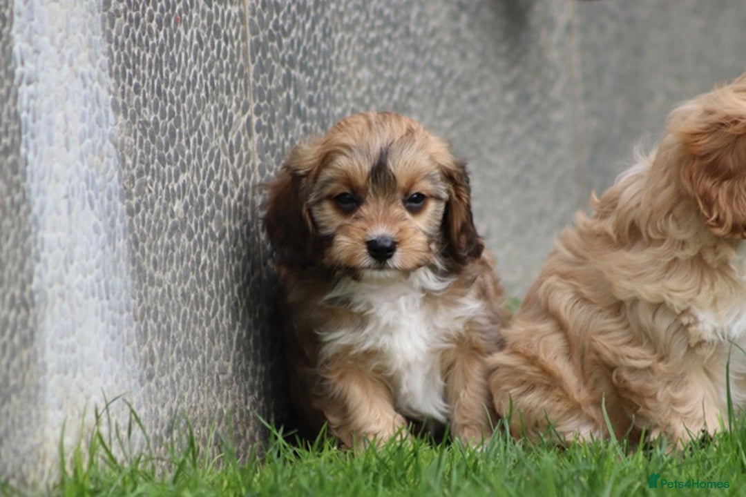 Cavapoo dogs for sale: F1 Cavapoo puppies for sale - Image 11