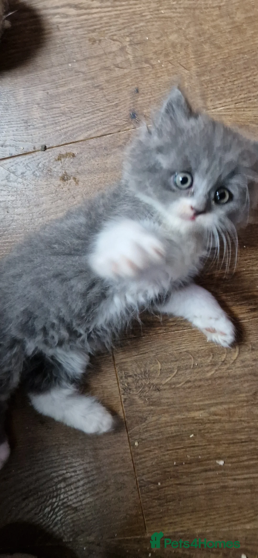 Persian cats for sale: Persian Kittens - Advert 8