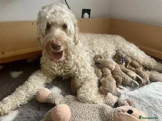 Double Doodle dogs Nell is expecting Double Doodles - Advert 5