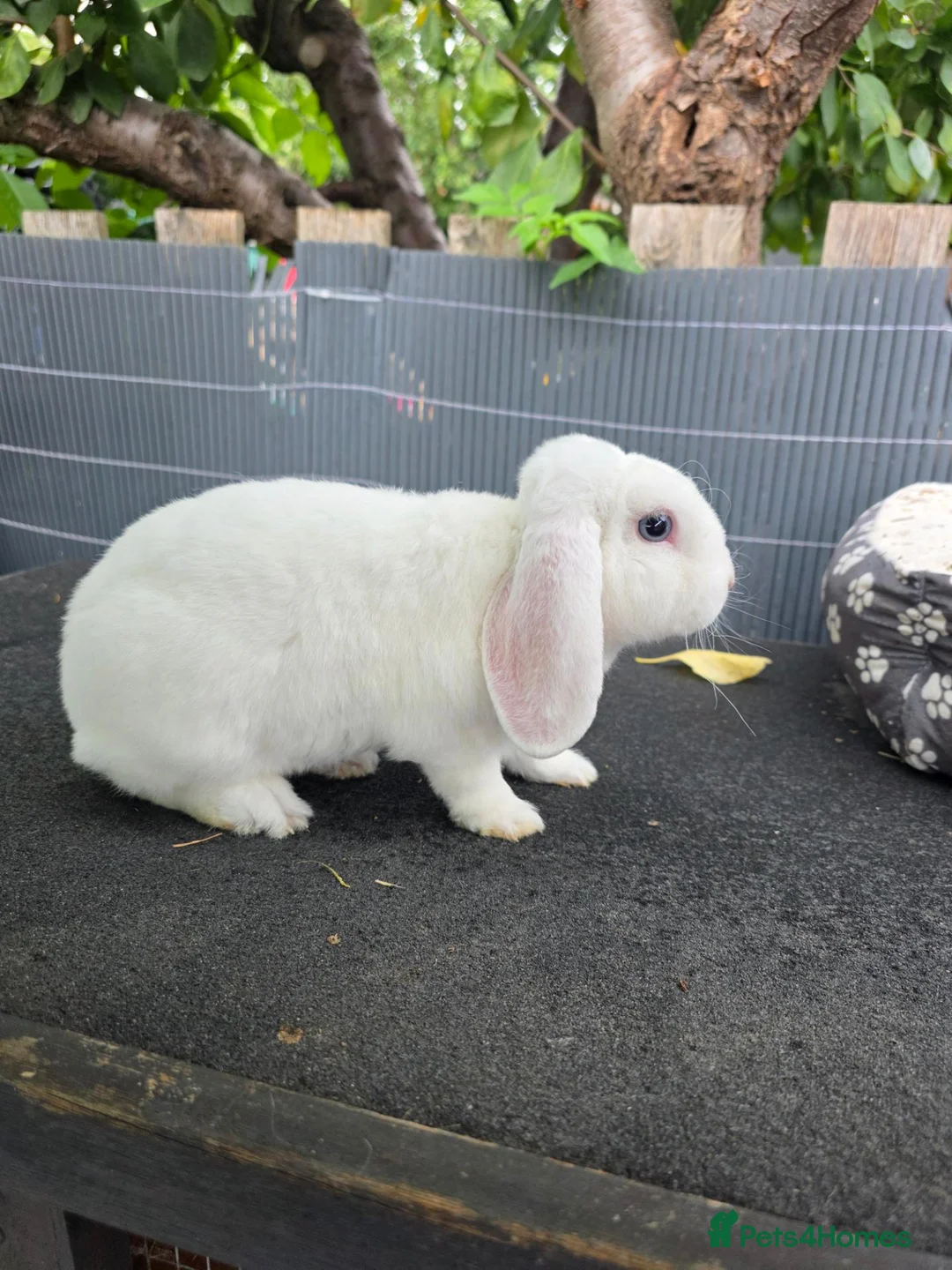 Mini Lop rabbits for sale: Mini lops  - Advert 2