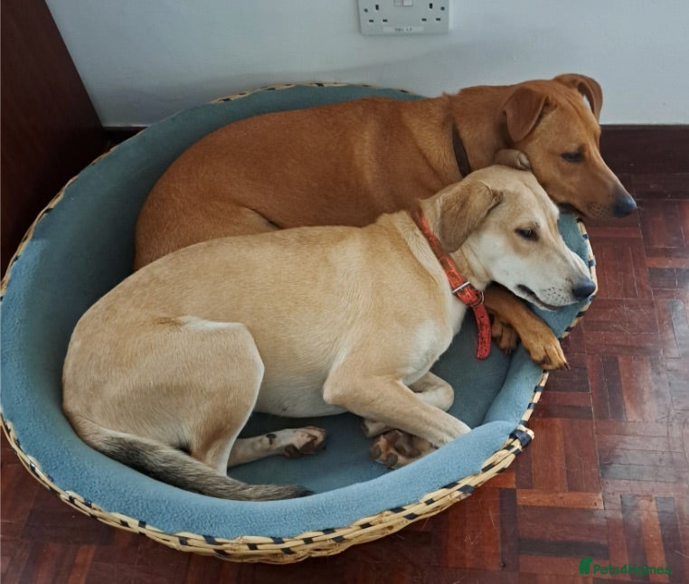 Mixed Breed dogs Zuri is looking for a fun adventurous home - Advert 2