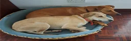 Mixed Breed dogs for adoption: Zuri is looking for a fun adventurous home in Fowey - Advert 2