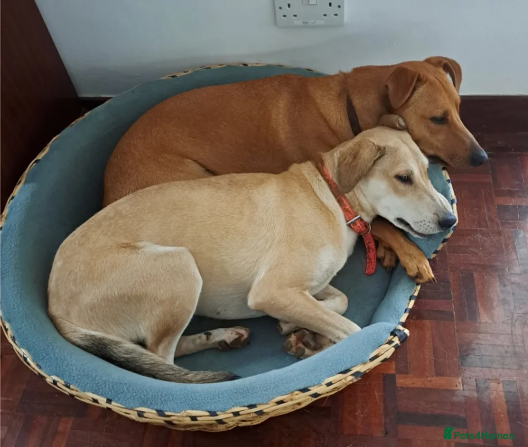 Mixed Breed dogs for adoption: Zuri is looking for a fun adventurous home in Fowey - Advert 2