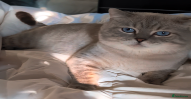 British Shorthair cats 🌊Proven STUD 🟦BSH Colourpoint King TICA/GCCF   in London - Advert 5