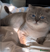 British Shorthair cats ๐Proven STUD ๐ฆBSH Colourpoint King TICA/GCCF in London - Advert 6