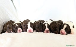 Sprocker dogs for sale: 🐶✨ F2 Sprocker Puppies – Growing Beautifully! ✨🐶 - Image 4