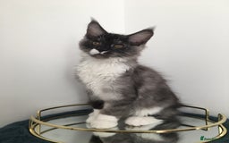 Maine Coon cats for sale: Mainecoons kittens Xl pedigree - Image 1