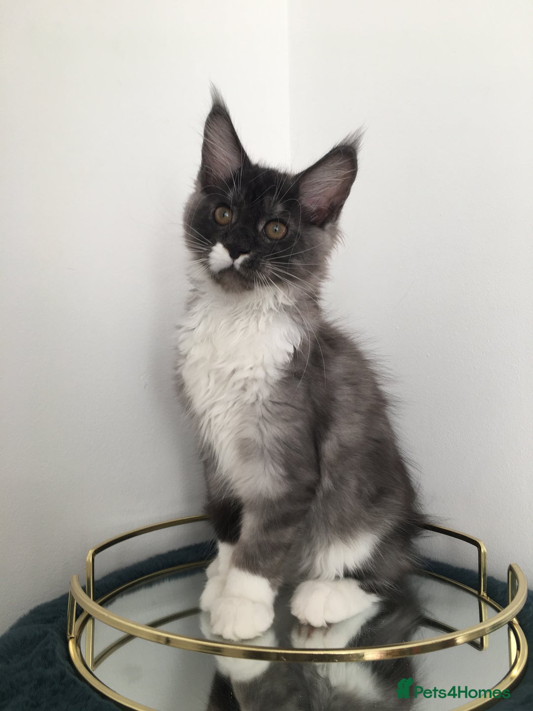 Maine Coon cats for sale: Mainecoons kittens Xl pedigree - Image 1