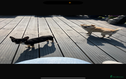 Chihuahua dogs for sale: Beautiful chihuahua puppy’s  - Image 5