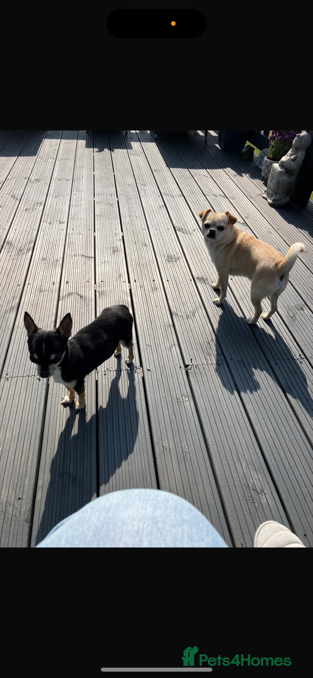 Chihuahua dogs for sale: Beautiful chihuahua puppy’s  - Image 5