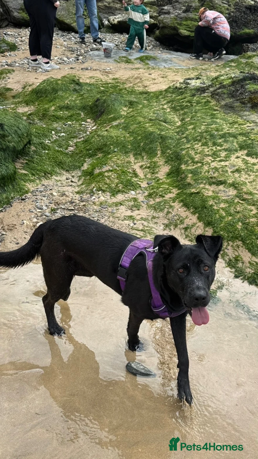 Mixed Breed dogs for sale: Beautiful girl looking for her forever home - Advert 10
