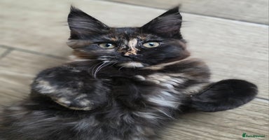 Maine Coon cats - Advert 5