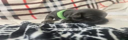 Chihuahua dogs for sale: Absolutely beautiful chihuahua puppies - Advert 18