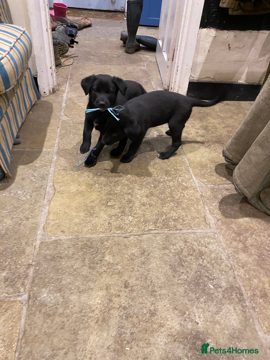 Borador dogs for sale: Perfect Collie x Lab Puppies! Perfect Family Pets - Image 3