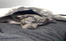 Staffordshire Bull Terrier dogs for sale: Blue Staffordshire bull terrier - Image 5