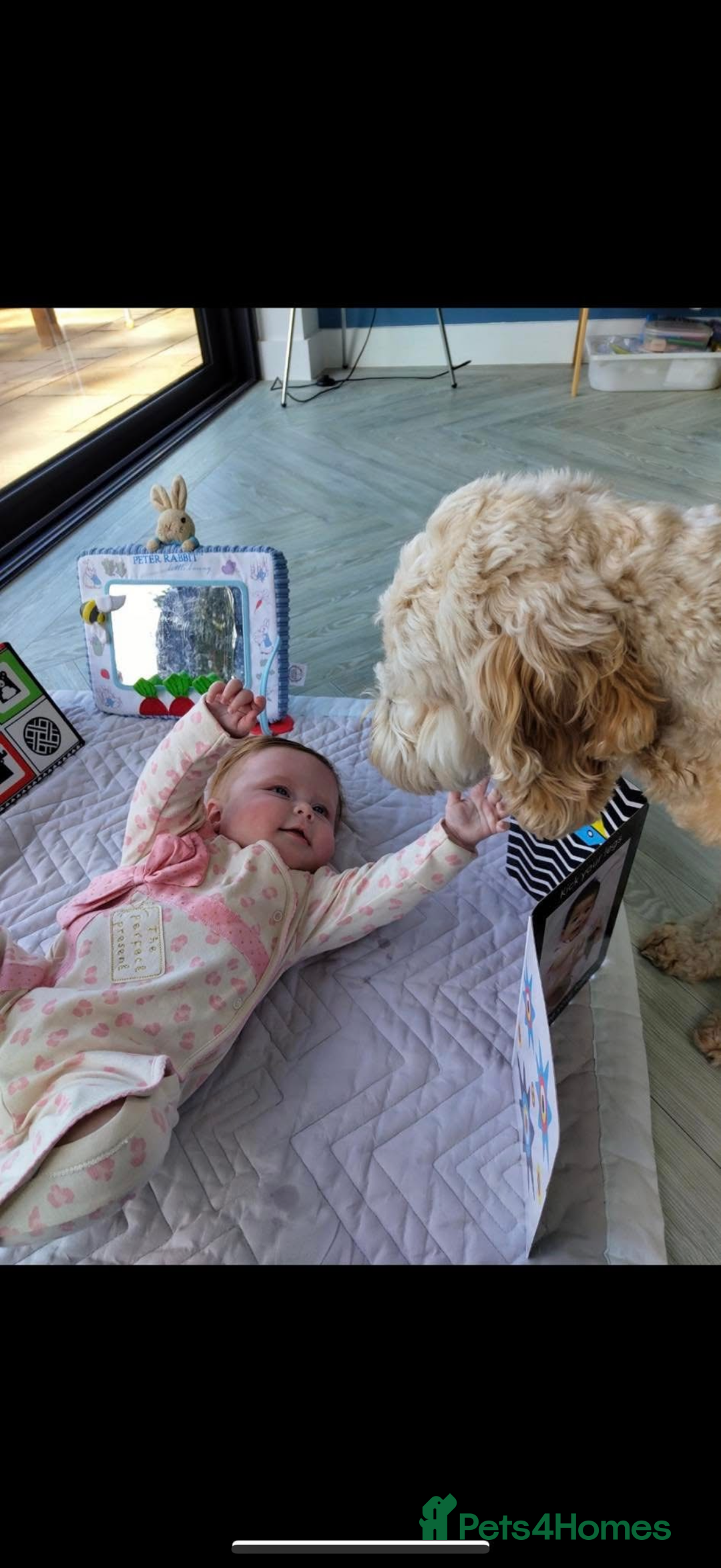 Cockapoo dogs for sale: Beautiful Health Tested F1 Show Cockapoos - Image 25