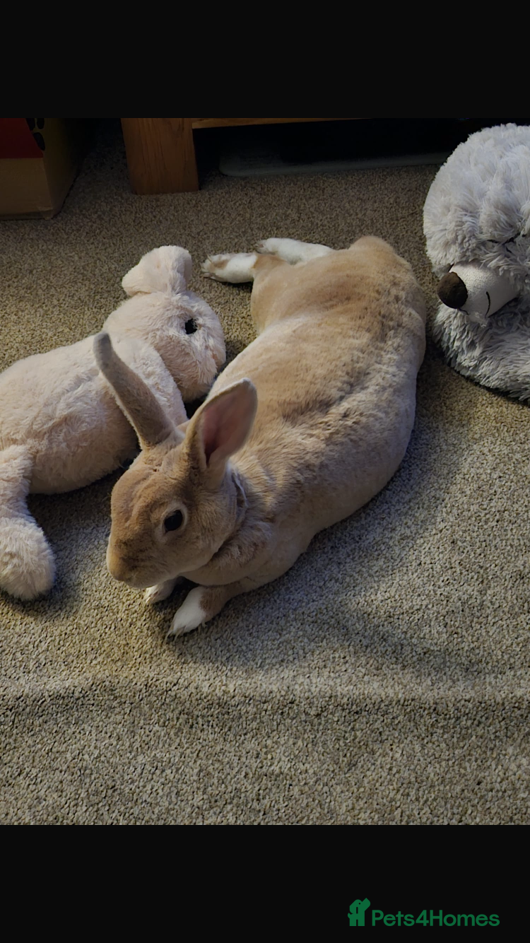 Mixed Breed rabbits  Dutch cross trx - Advert 1