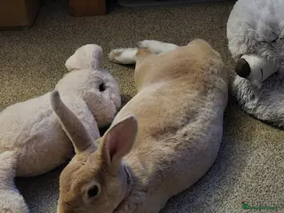 Mixed Breed rabbits Dutch cross trx - Advert 9