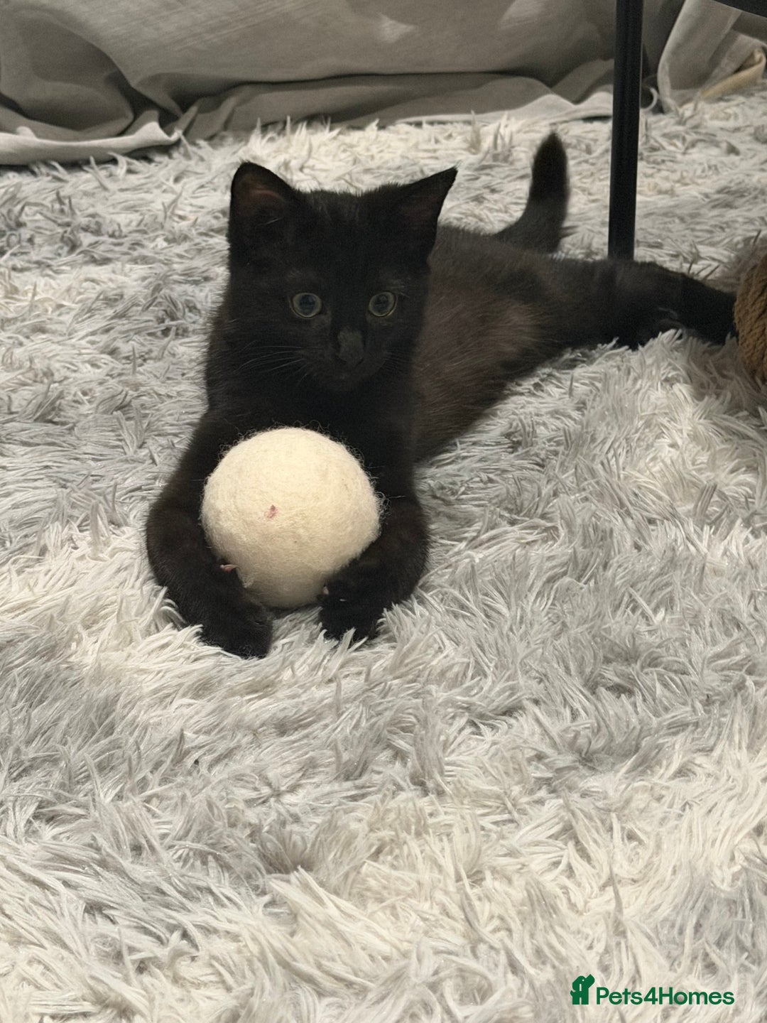 Mixed Breed cats for sale: Cute Black Kitten looking for a new home - Advert 2